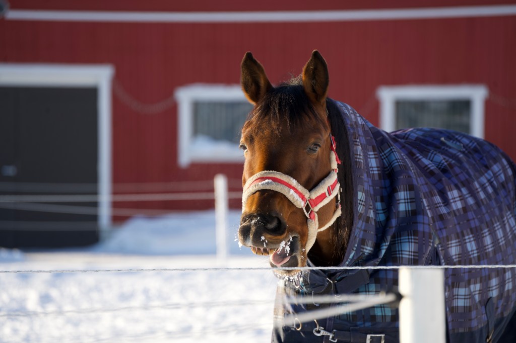 Sosiaalipedagoginen hevostoiminta.
